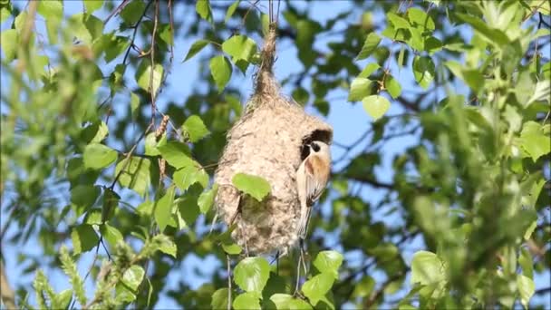 European Songbird Eurasian Penduline Tit Remiz Pendulinus Hanging Freshly Built — Vídeo de Stock