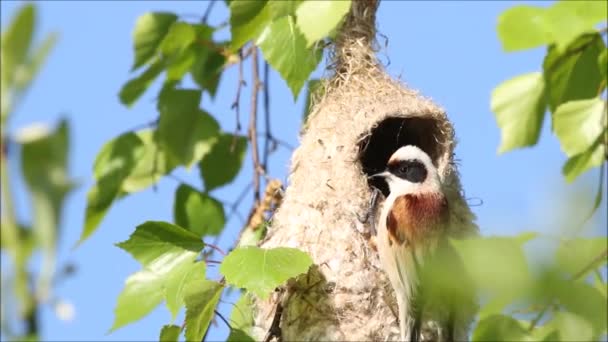 European Songbird Eurasian Penduline Tit Remiz Pendulinus Hanging Freshly Built — Stock video