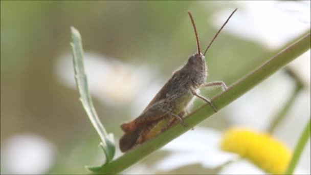 Pequeño Saltamontes Descansando Sobre Una Paja Prado Seco Campo Estonio — Vídeo de stock