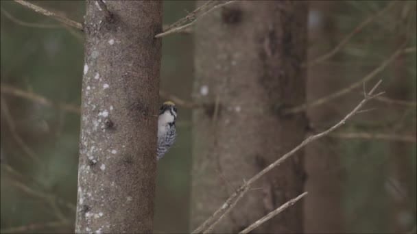 Трьохпальний Дятел Picoides Tridactylus Клює Ялинку Естонському Бореальному Лісі Взимку — стокове відео