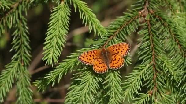 ヨーロッパ蝶暗い緑のフリル Speyeria Aglaja晴れた日の間にエストニアの牧草地の横にあるトウヒの枝に休んで — ストック動画
