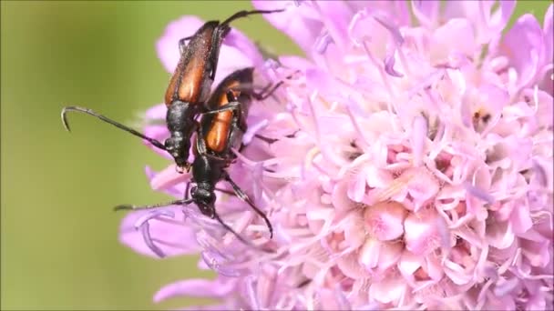 在爱沙尼亚乡村的一个阳光明媚的夏日 一种触角极长的欧洲小昆虫 长角甲虫在草地上交配 — 图库视频影像