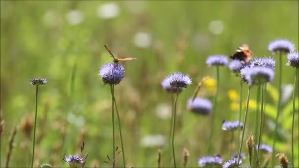 Europejska Fritillary Bumble Pszczoła Żywiąca Się Niebieskim Kwiatem Wietrznej Łące — Wideo stockowe