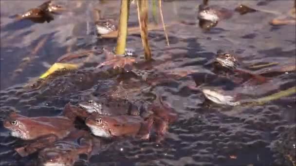 Amphibiens Européens Grenouilles Communes Rana Temporaria Frayant Dans Une Zone — Video