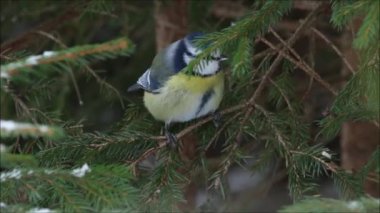Avrupa 'da bir yaz akşamı, Traktördeki Çiftçinin Ot Yetiştiren Yeşil Çimen veya Hayvancılık Besleme' nin yükselen hava görüntüsü.