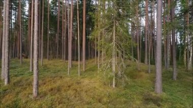 Avrupa 'da bir yaz akşamı, Traktördeki Çiftçinin Ot Yetiştiren Yeşil Çimen veya Hayvancılık Besleme' nin yükselen hava görüntüsü.