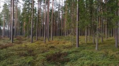 Avrupa 'da bir yaz akşamı, Traktördeki Çiftçinin Ot Yetiştiren Yeşil Çimen veya Hayvancılık Besleme' nin yükselen hava görüntüsü.