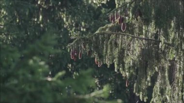 Kuzey Avrupa 'daki Estonya Boreal Ormanı' nda güneşli bir sonbahar gününde olgun ladin konileri.