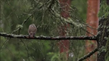 Küçük Avrasya pigme baykuşu, Estonya 'da kasvetli bir sonbahar günü, yaşlı, sıkıcı bir ormanın içine tünemiş Glaucidium passerinum.