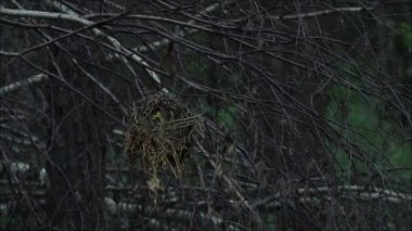 Küçük Avrupalı ötücü kuş Avrasya çalıkuşu, Troglodit trogloditleri karanlık Estonya boreal ormanlarında aç yavruları besliyor.