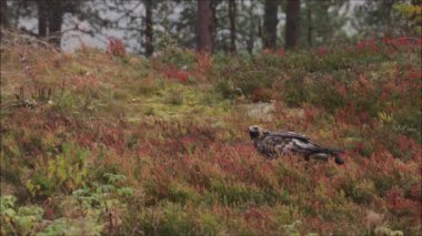 Avrupa 'nın görkemli yırtıcısı Altın Kartal Aquila Chrysaetos, Kuzey Finlandiya' nın Kuusamo kenti yakınlarındaki Taiga ormanında sonbahar yapraklarıyla beslenir..