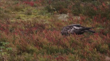 Avrupa 'nın görkemli yırtıcısı Altın Kartal Aquila Chrysaetos, Kuzey Finlandiya' nın Kuusamo kenti yakınlarındaki Taiga ormanında sonbahar yapraklarıyla beslenir..