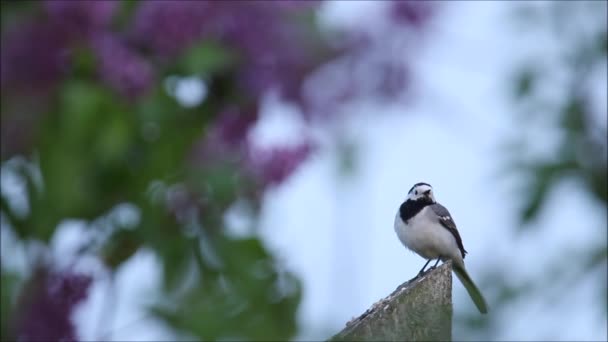 Vista Aerea Crescente Dell Agricoltore Trattore Falciatura Erba Verde Fieno — Video Stock