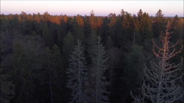 Uma Antena Uma Floresta Boreal Estoniana Com Abetos Mortos Após — Vídeo de Stock