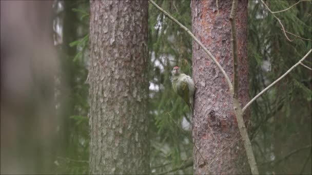 Pica Pau Cabeça Cinzenta Picus Canus Limpar Durante Uma Tarde — Vídeo de Stock