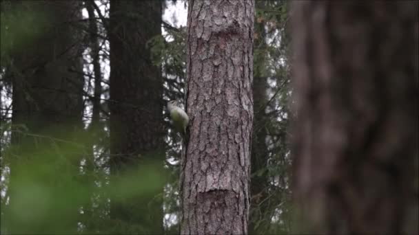 Pájaro Europeo Pájaro Carpintero Cabeza Gris Picus Canus Trepando Sobre — Vídeo de stock