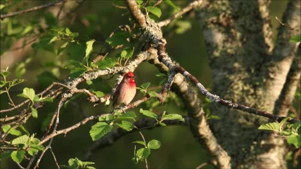 Barevný Evropský Zpěvák Pták Obecný Rosefinch Carpodacus Erythrinus Sedící Uprostřed — Stock video