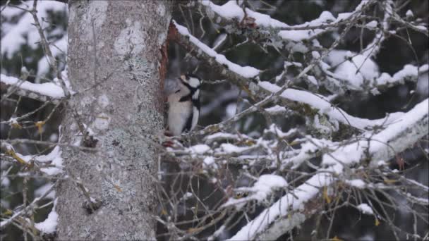 エストニアの冬と雪の日の間に古い死んだトウヒの木に偉大な斑点のあるキツツキ デンドロコポスの主要な狩り北半球の森 — ストック動画