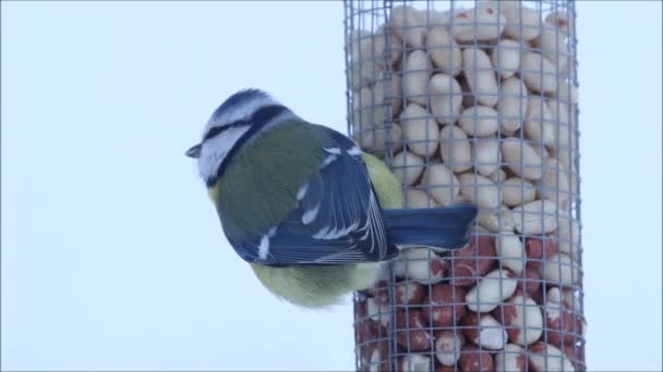 Small European Songbird Blue Tit Cyanistes Caeruleus Eating Some Peanuts — ストック動画