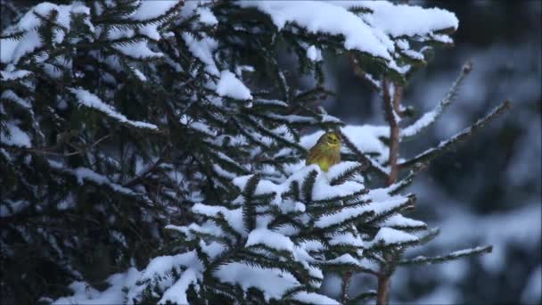 冬に雪のスプルースの枝に鮮やかなヨーロッパの歌鳥イエロワマー エンベリーザシトリネラエストニアの北半球の森 — ストック動画