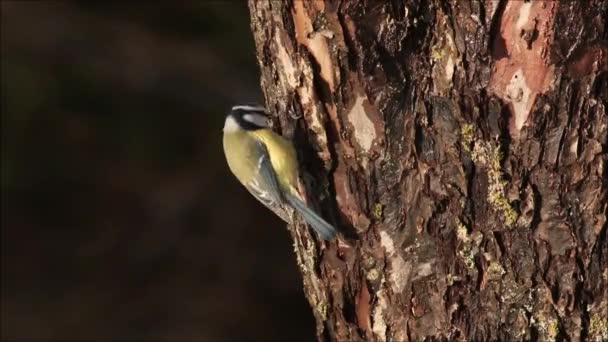 European Bird Blue Tit Cyanistes Caeruleus Pecking Tree Sunny Spring — Αρχείο Βίντεο