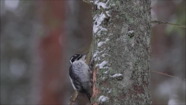 Трехпалый Дятел Picoides Tridactylus Клевал Ель Бореальных Лесах Эстонии Зимой — стоковое видео