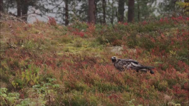 Majestátní Evropský Predátor Zlatý Orel Aquila Chrysaetos Krmení Jatečně Upraveném — Stock video