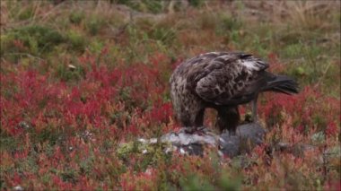 Avrupa 'nın görkemli yırtıcısı Altın Kartal Aquila Chrysaetos, Kuzey Finlandiya' nın Kuusamo kenti yakınlarındaki Taiga ormanında sonbahar yapraklarıyla beslenir..