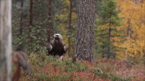Joven Depredador Europeo Águila Real Aquila Chrysaetos Observando Los Alrededores — Vídeos de Stock