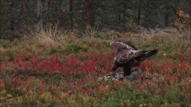 Majestátní Evropský Predátor Zlatý Orel Aquila Chrysaetos Krmení Jatečně Upraveném — Stock video
