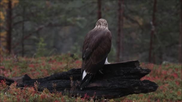 Giovane Rapace Europeo Aquila Reale Crisotos Dell Aquila Seduto Tronco — Video Stock