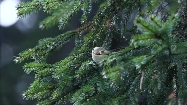 Kleinste Vogel Europa Goldcrest Regulus Regulus Het Midden Van Sparren — Stockvideo