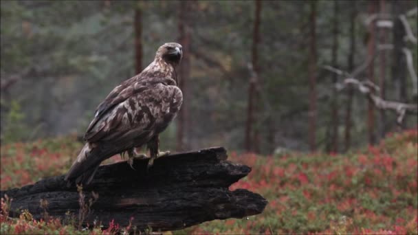 Grande Maestoso Rapace Europeo Aquila Reale Crisotos Dell Aquila Con — Video Stock