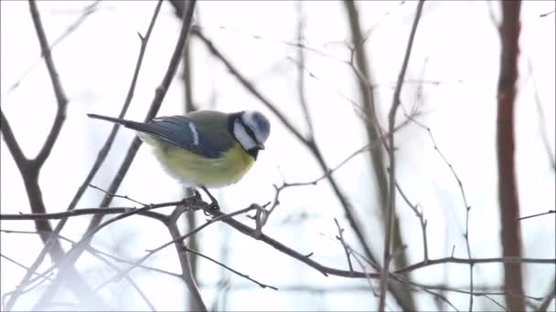 Small European Songbird Blue Tit Cyanistes Caeruleus Perched Cold Winter — Wideo stockowe