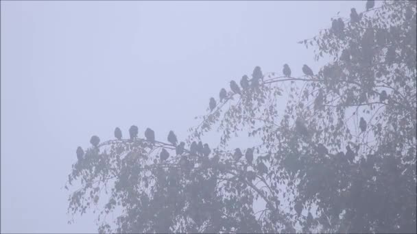 Una Bandada Estorninos Europeos Sturnus Vulgaris Limpiando Descansando Sobre Ramas — Vídeo de stock