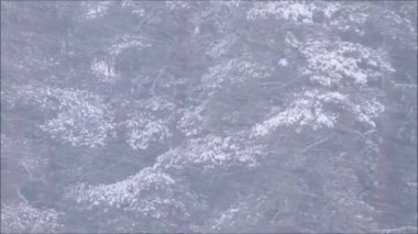 Estonya 'nın Kuzey Avrupa' daki can sıkıntısı ormanlarında kar yağışı vardı..