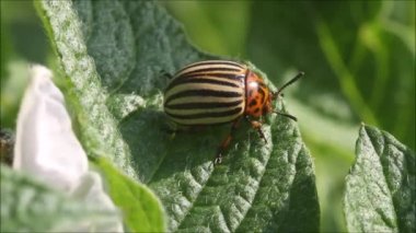 Colorado patates böceğinin yakın çekimi, Leptinotarsa yeşil patates yaprakları üzerinde yürüyor kırsal Estonya, Avrupa 'da güneşli bir yaz gününde.