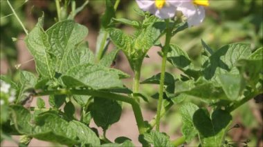 Colorado patates böceğinin yakın çekimi, Leptinotarsa yeşil patates yaprakları üzerinde yürüyor kırsal Estonya, Avrupa 'da güneşli bir yaz gününde.