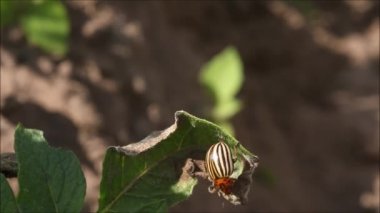 Colorado patates böceğinin yakın çekimi, Leptinotarsa yeşil patates yaprakları üzerinde yürüyor kırsal Estonya, Avrupa 'da güneşli bir yaz gününde.