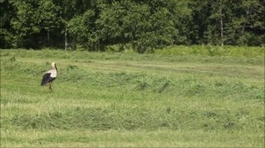 Büyük Avrupa kuşu Beyaz leylek, Ciconia ciconia taze kesilmiş çayırlarda yürüyor ve kırsal Estonya 'da yiyecek arıyor..