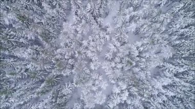 Atlantik martısı, Kuzey Kutbu Norveç kıyılarındaki bir uçurumda.