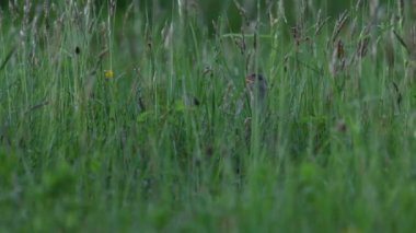 Atlantik martısı, Kuzey Kutbu Norveç kıyılarındaki bir uçurumda.