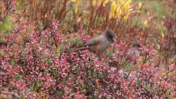 Pássaro Taiga Curioso Gaio Siberiano Perisoreus Infaustus Procura Alguma Comida — Vídeo de Stock