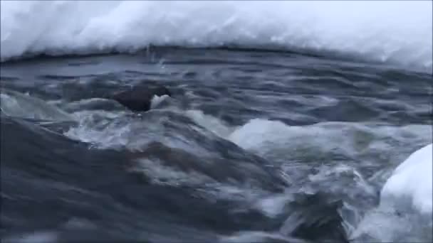 Uccello Canterino Europeo Piccolo Scuro Tuffatore Dalla Gola Bianca Cinclude — Video Stock