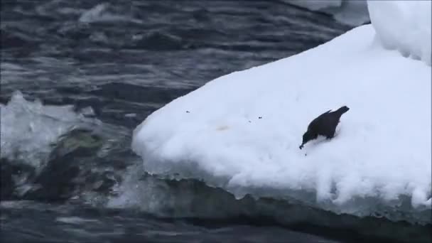 Uccello Canterino Europeo Piccolo Scuro Tuffatore Dalla Gola Bianca Cinclude — Video Stock