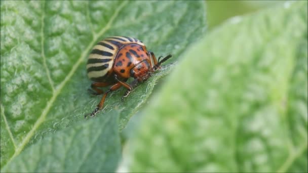 Close Colorado Potato Beetle Leptinotarsa Decemlineata Walking Green Potato Leaves — Stok Video