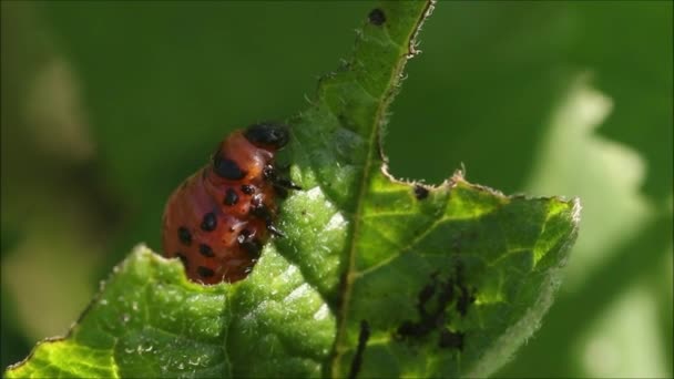 Macro Van Colorado Aardappelkever Leptinotarsa Decemlineata Larve Die Verse Aardappelbladeren — Stockvideo