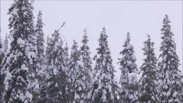 Sneeuwstorm Een Taiga Bos Noord Finland — Stockvideo