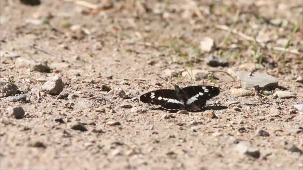 European Butterfly White Admiral Limenitis Camilla Resting Dirt Road Moving — Stock Video