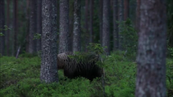 欧洲大型掠食者棕熊 在芬兰北部 夏末时分在泰加森林散步的乌苏阿卡托斯 — 图库视频影像